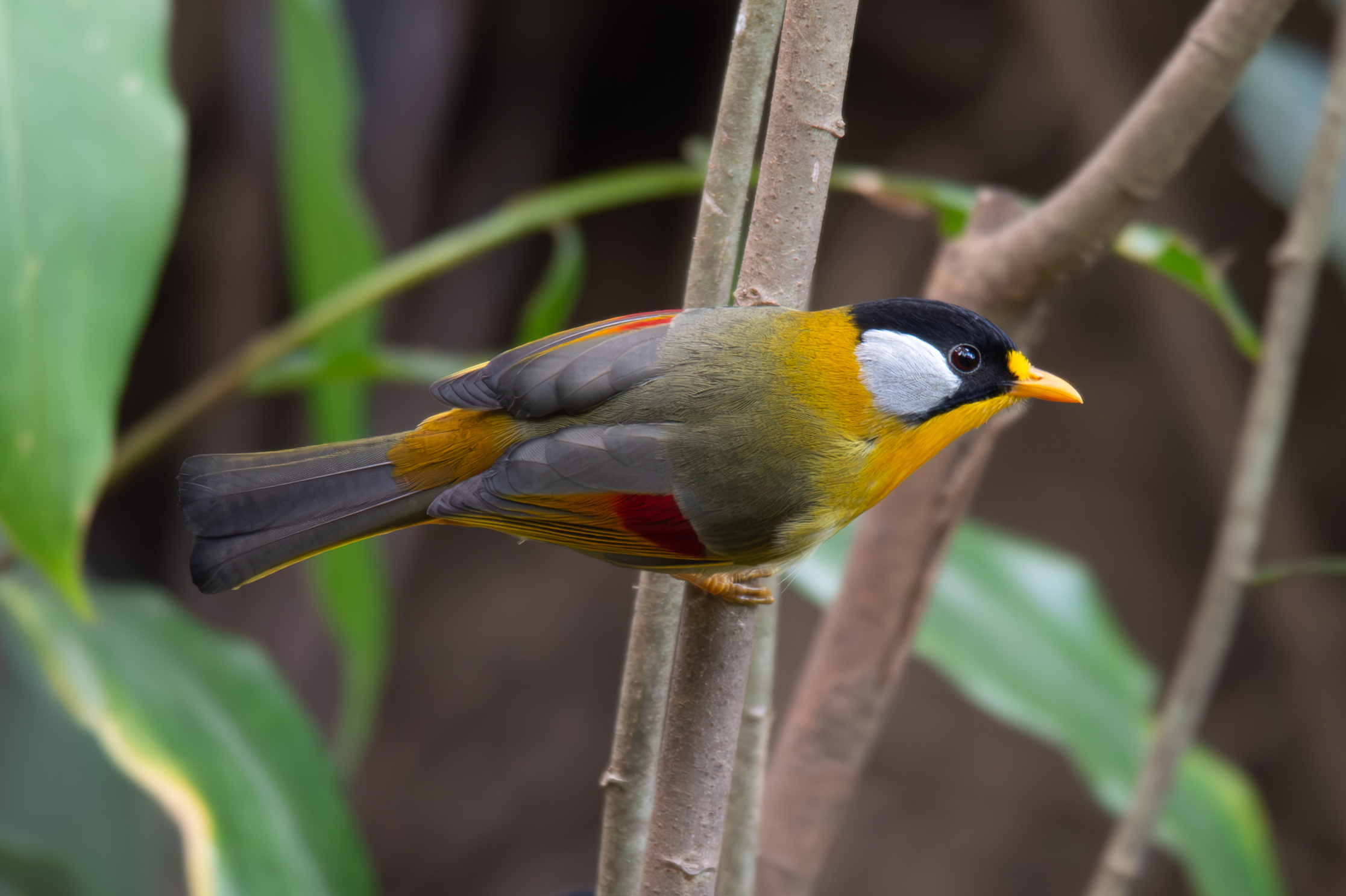 sa-mu-bac-huong-hoa-birding-site-wildtour-vietnam